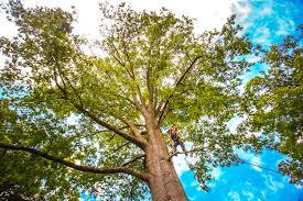 Professional Tree Services in Vincent, AL