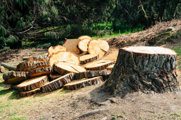 How Our Tree Care Process Works  in  Vincent, AL